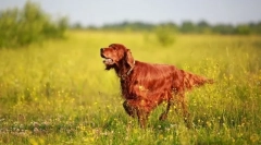 Irish setter (foto): lovec a společník s aristokratickým vzhledem